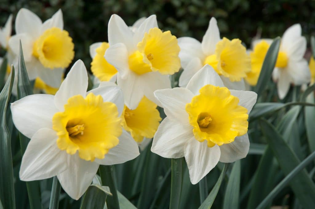 Large white daffodil flowers with big yellow trumpets, Daffodil Cornish King from Colorblends.