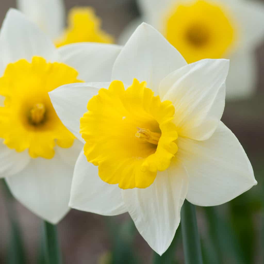 Large white daffodil flowers with big yellow trumpets, Daffodil Cornish King from Colorblends.