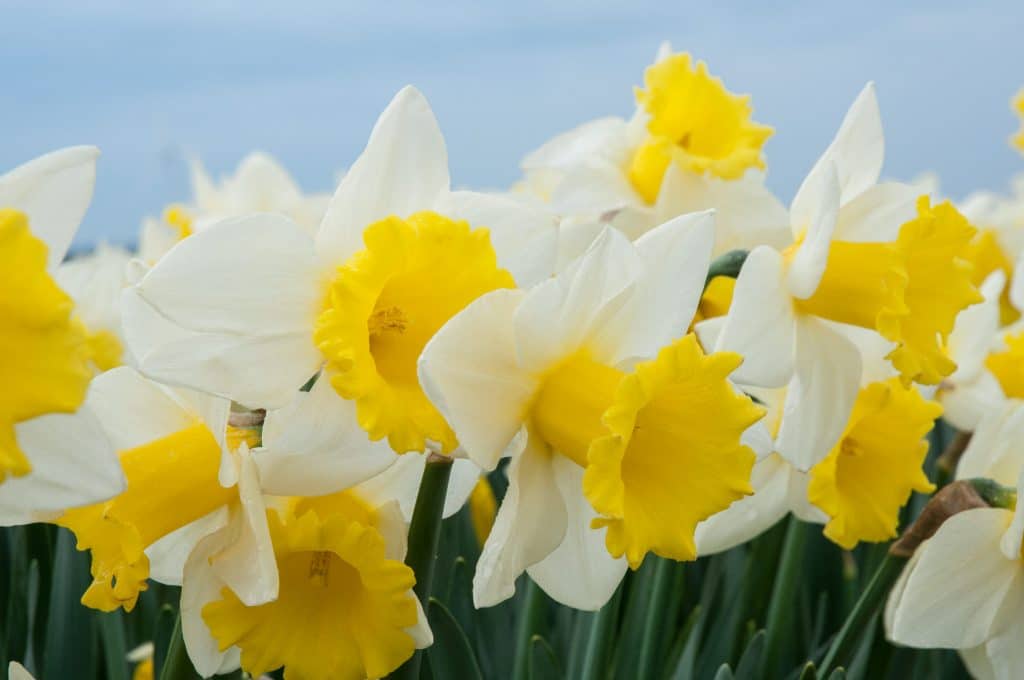 Large white daffodil flowers with big yellow trumpets, Daffodil Cornish King from Colorblends.