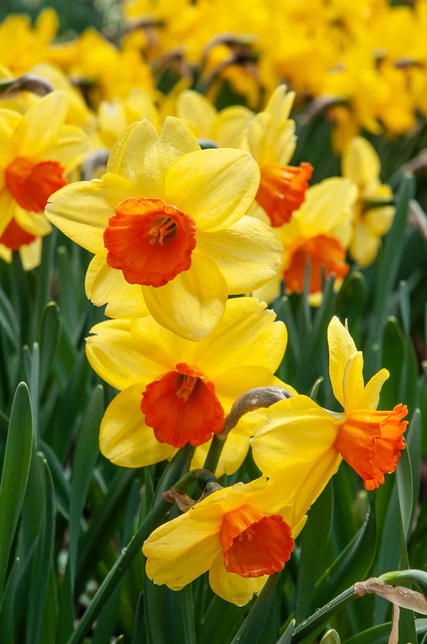 Longfield Gardens Daffodils, 100 count