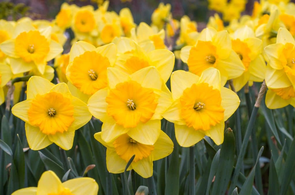 Pride of Lions Daffodil Bulbs | Wholesale Pricing | Colorblends®