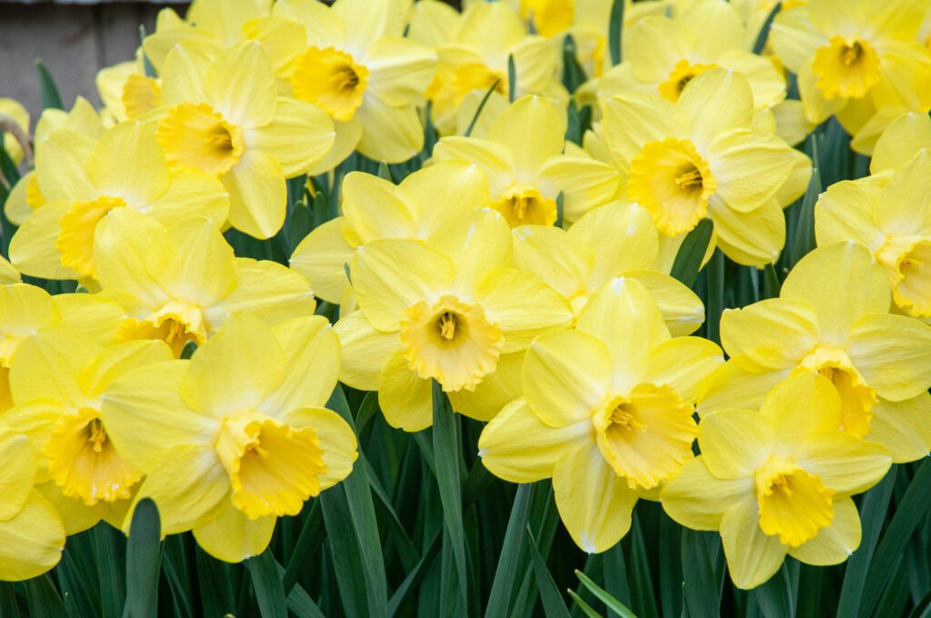 Fellows Favorite daffodils planted closely together