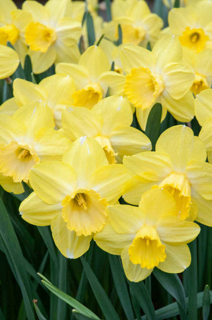 Fellows Favorite daffodils close-up of flowers