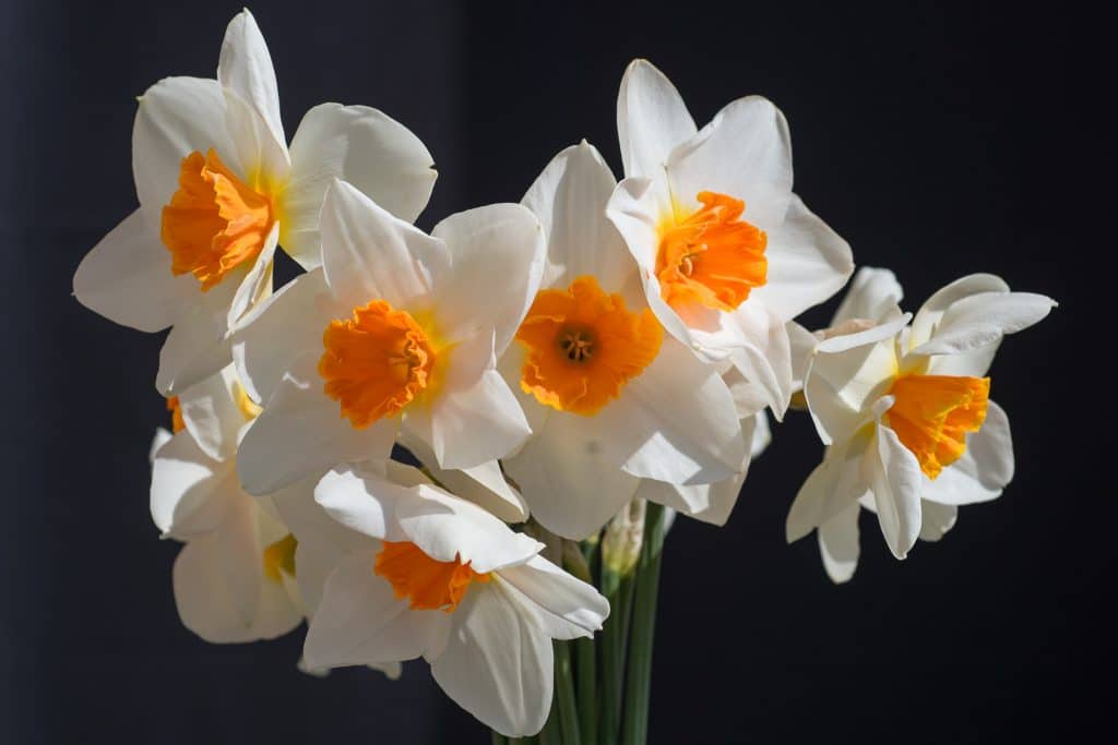 White daffodils with orange cups ringed with yellow at the base, Daffodil Joyce Spirit from Colorblends.
