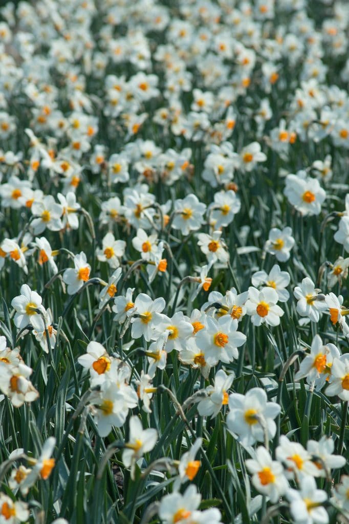 A field of white daffodils with orange cups ringed with yellow at the base, Daffodil Joyce Spirit from Colorblends. 