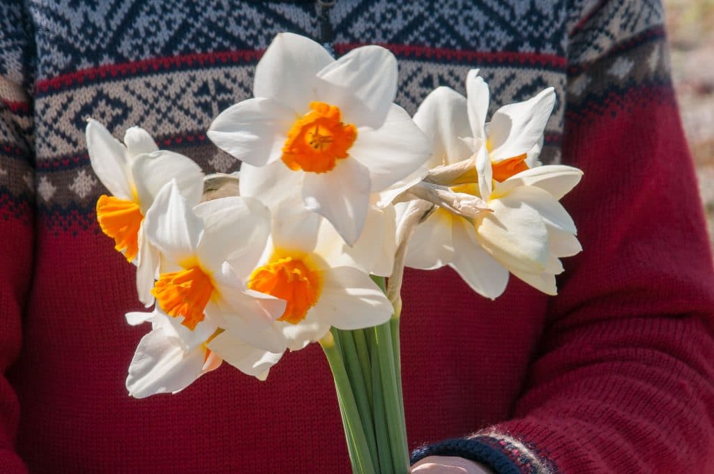 Stems of white daffodils with orange cups ringed with yellow at the base, Daffodil Joyce Spirit from Colorblends.