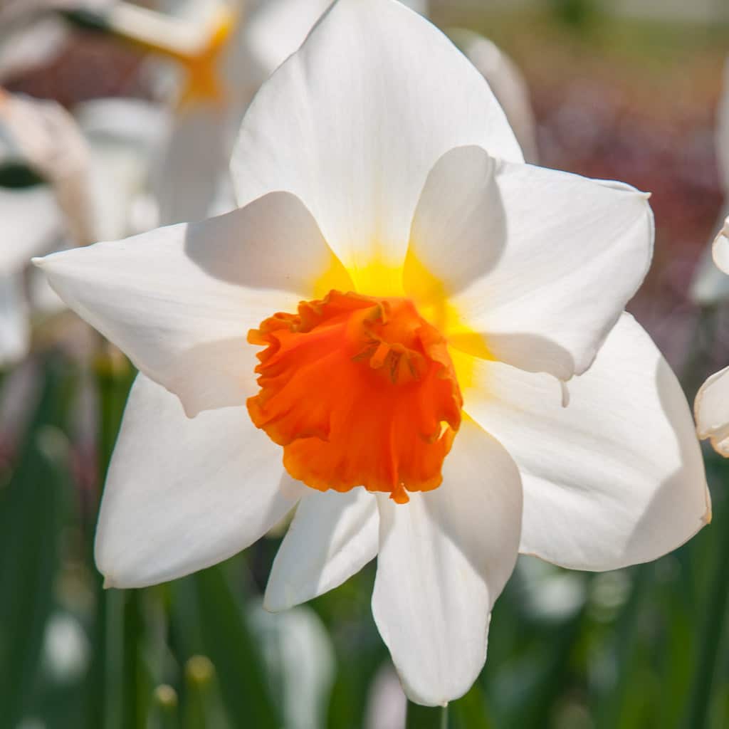 A white daffodil with an orange cup ringed with yellow at the base, Daffodil Joyce Spirit from Colorblends.