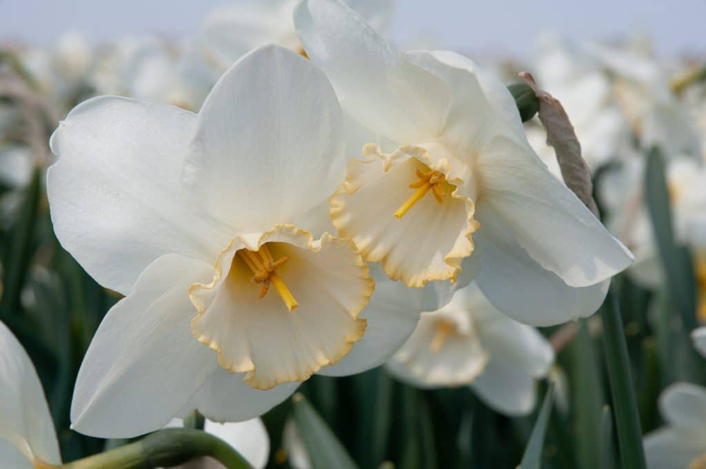 White daffodils with large cups rimmed in yellow, Daffodil Frosty Snow from Colorblends.