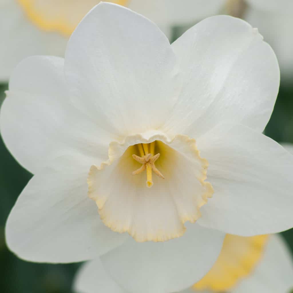 A white daffodil with a large cup rimmed in yellow, Daffodil Frosty Snow from Colorblends.