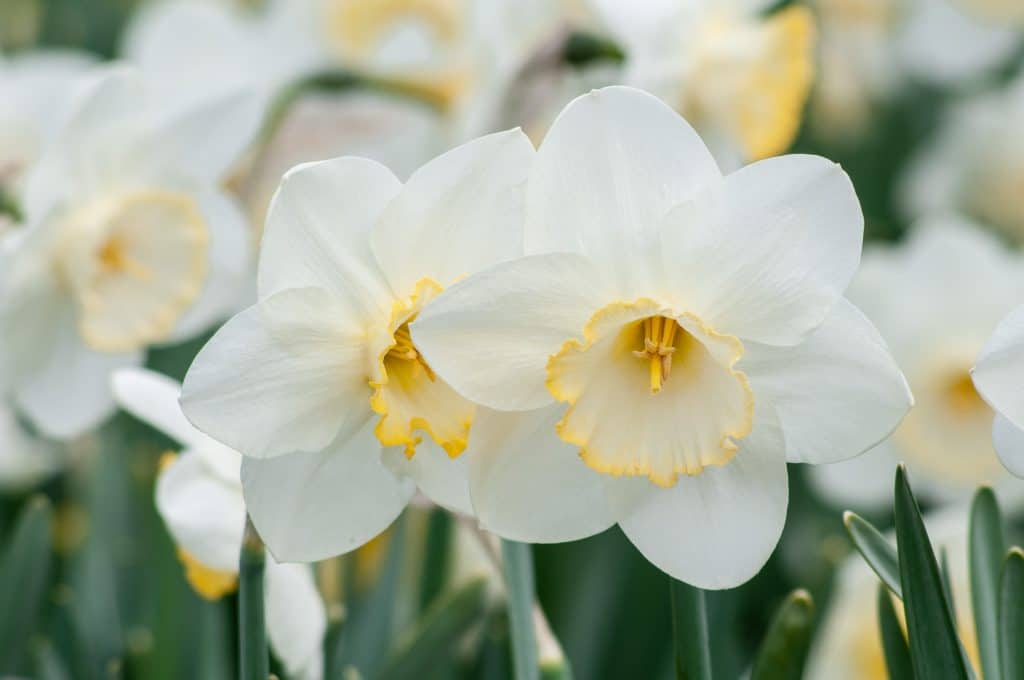 White daffodils with large cups rimmed in yellow, Daffodil Frosty Snow from Colorblends.