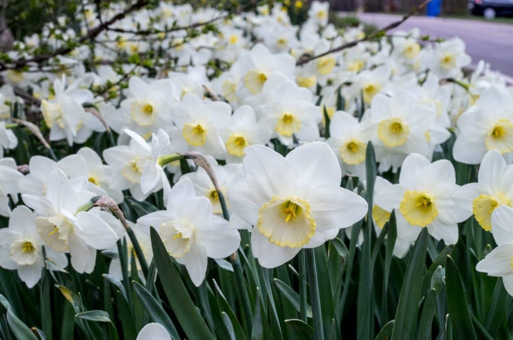 A bed of white daffodils with large cups rimmed in yellow, Daffodil Frosty Snow from Colorblends.