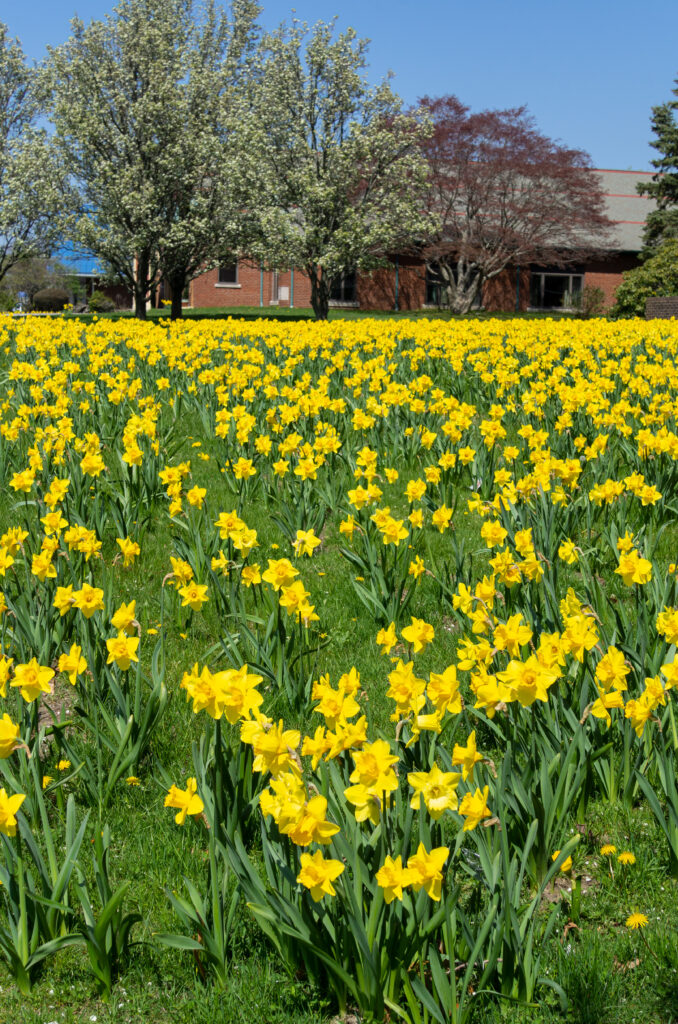 a field of large yellow trumpet daffodils, Dutch Master from Colorblends.