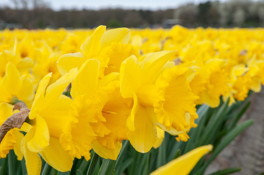 A field of large yellow trumpet daffodils, Dutch Master from Colorblends.