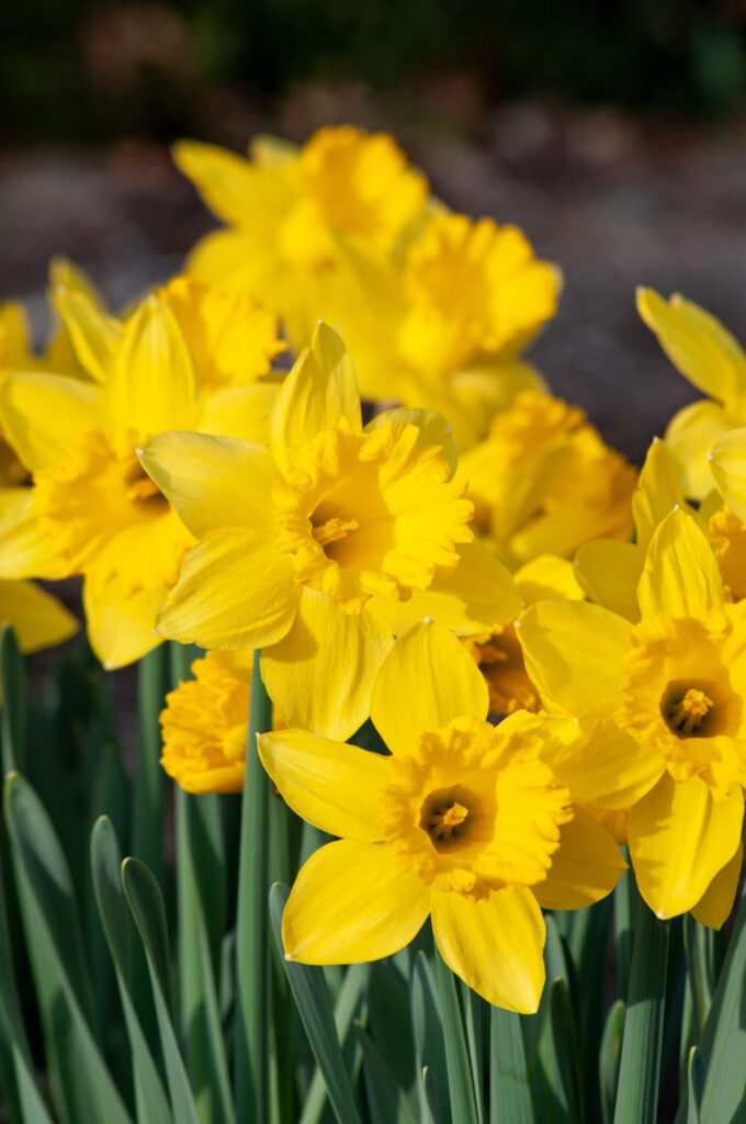 Large yellow trumpet daffodils, Dutch Master from Colorblends.