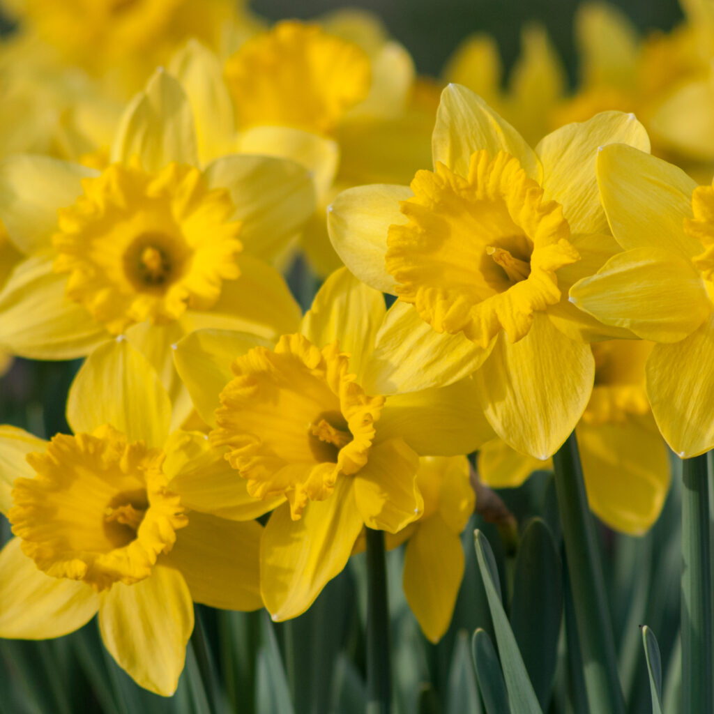 Large yellow trumpet daffodils, Dutch Master from Colorblends.