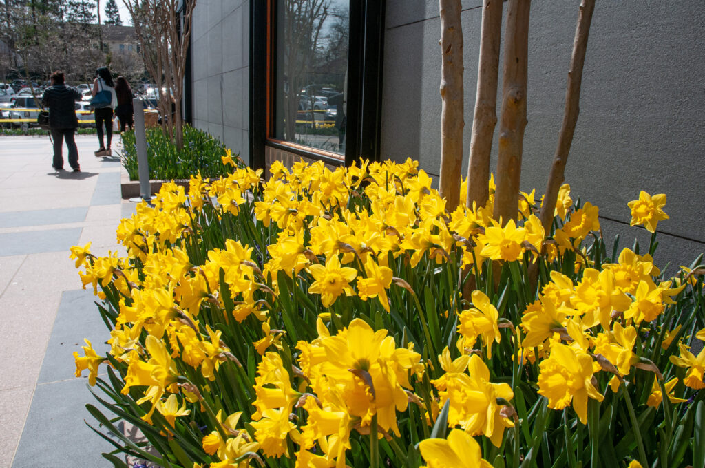 A bed of large yellow trumpet daffodils along a city sidewalk, Daffodil Dutch Master from Colorblends.