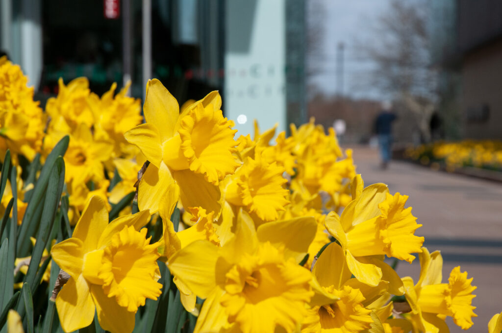 A sidewalk planting of large yellow trumpet daffodils, Dutch Master from Colorblends.