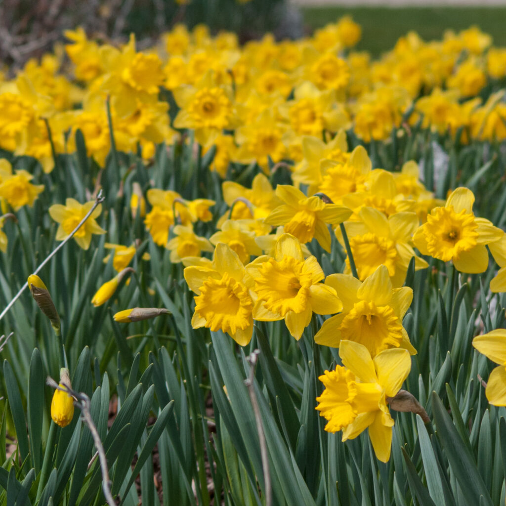 Large yellow trumpet daffodils, Dutch Master from Colorblends.