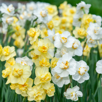 Double Daffodil Bulbs  Colorblends® Wholesale Flowerbulbs