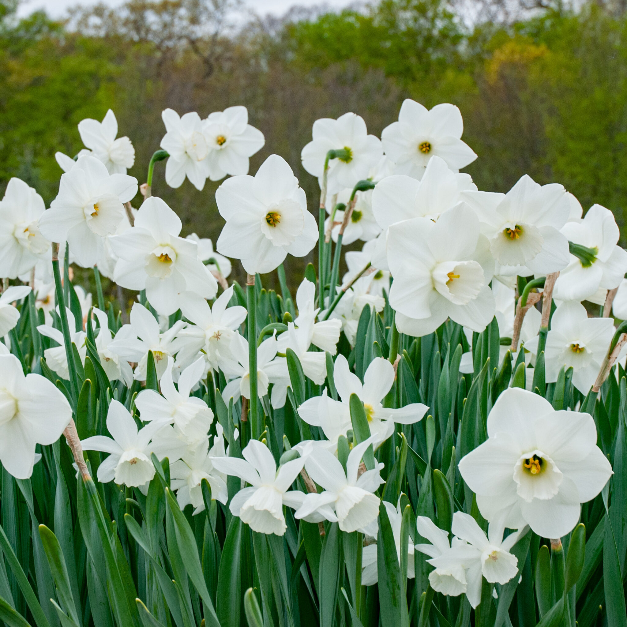 Starry Night Daffodil Blend | Wholesale Pricing | Colorblends®