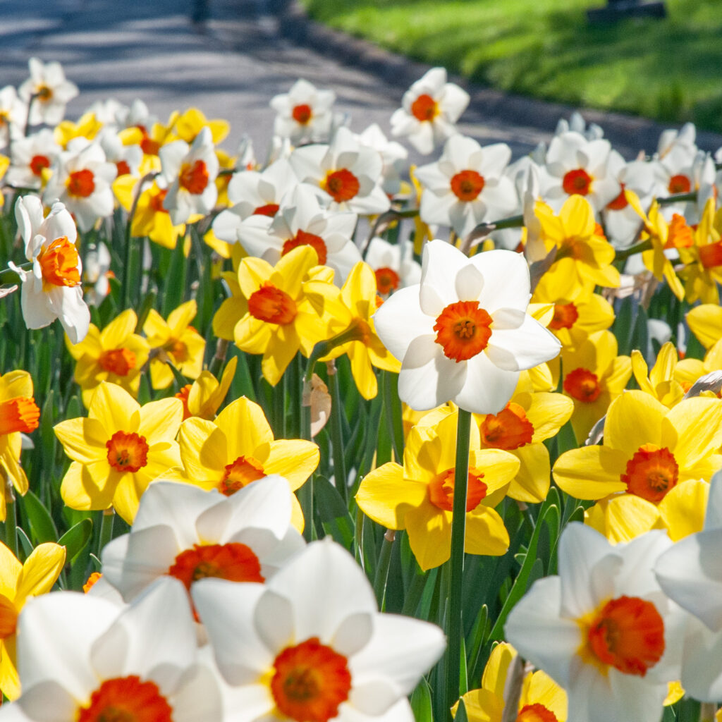 Daffodil Mix Long Lasting Mix - Bulk Offer