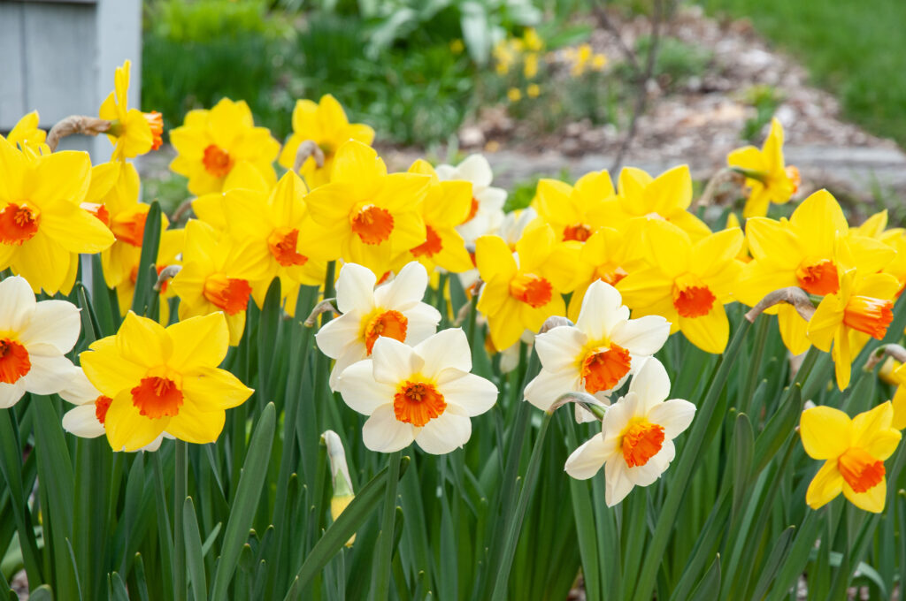Sunshine Boys™ Daffodil Blend | Wholesale Pricing | Colorblends®
