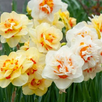 Double Daffodil Bulbs  Colorblends® Wholesale Flowerbulbs