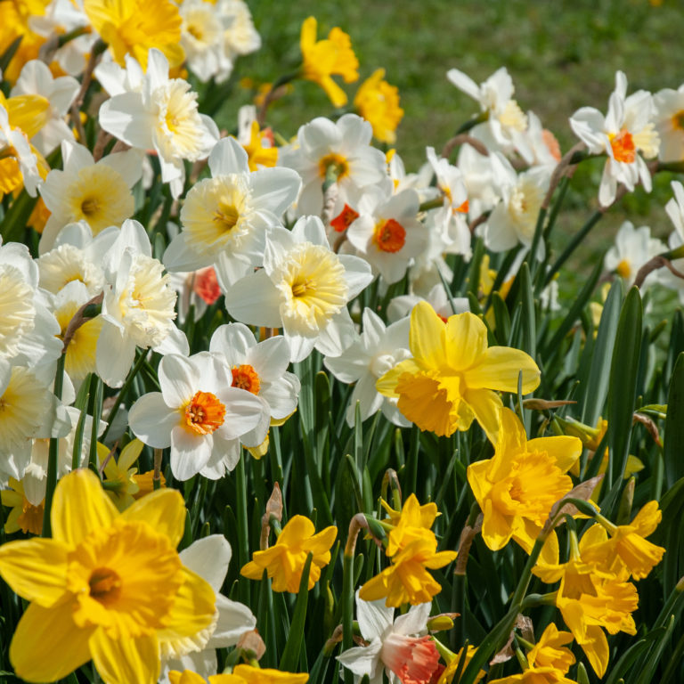 Daffodil Bulbs for Naturalizing Colorblends® Wholesale