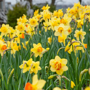 Daffodil, Spring flower, Narcissus, Bulb