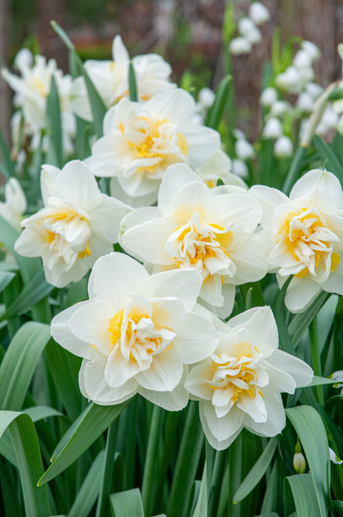 White Lion daffodils in cool light
