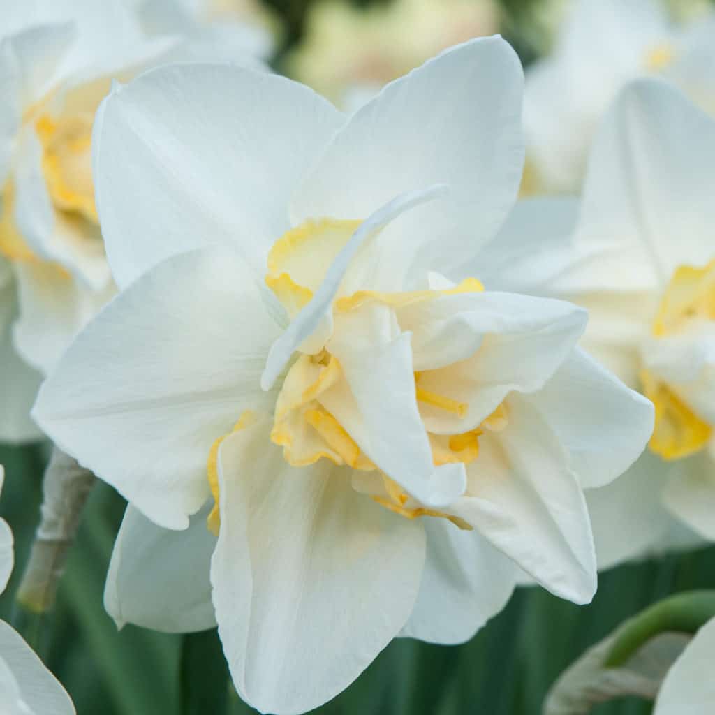 White Lion Daffodil close-up cropped to a square.