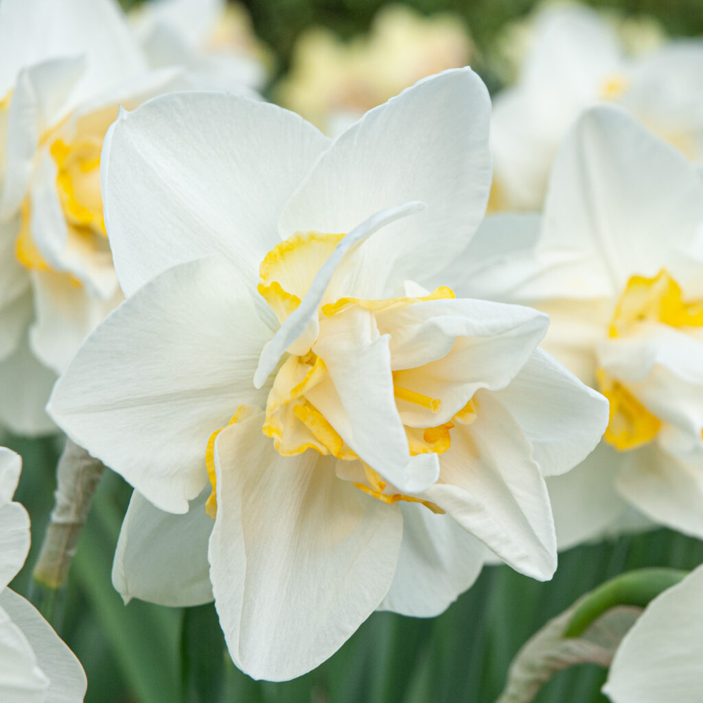 Daffodil White Lion in a close-up square crop