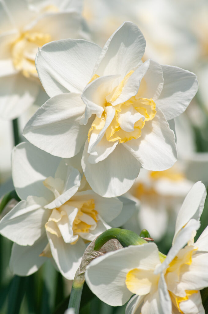 White Lion Daffodils in a close-up