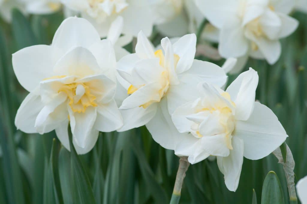 White Lion daffodil flowers.