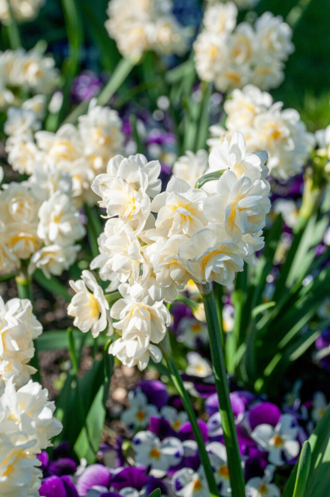 Stems of multiple double white daffodil flowers with a touch of yellow, Daffodil Erlicheer from Colorblends.