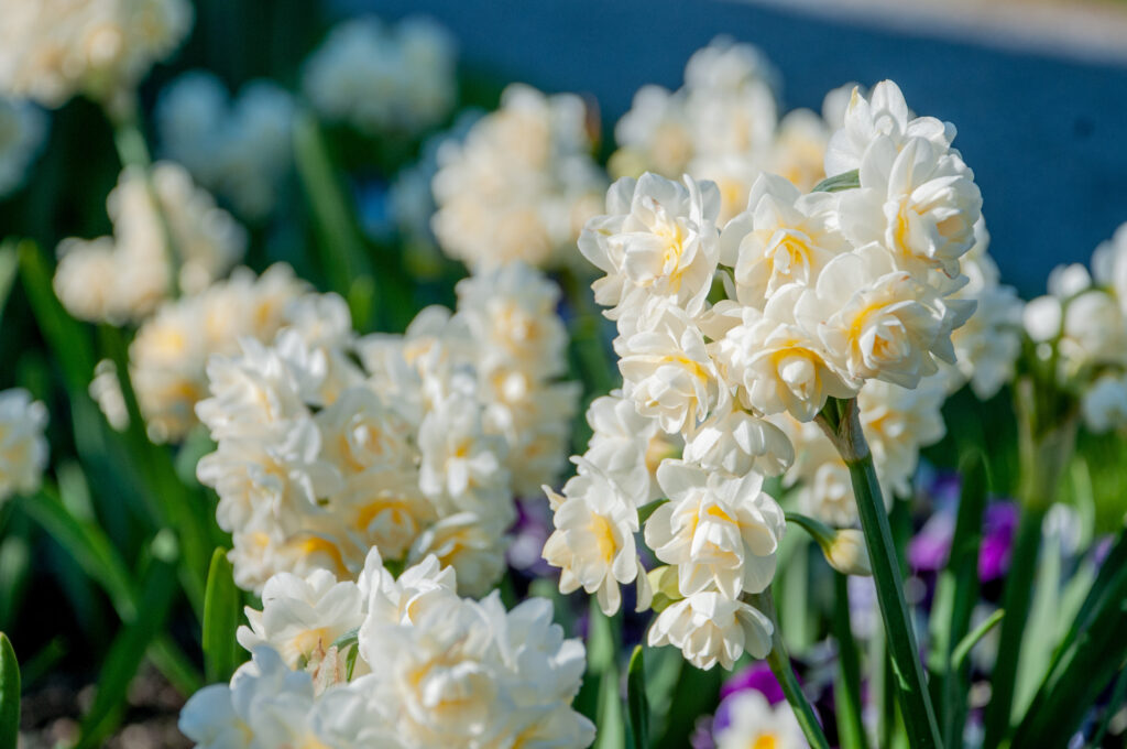 Stems of multiple double white daffodil flowers with a touch of yellow, Daffodil Erlicheer from Colorblends.