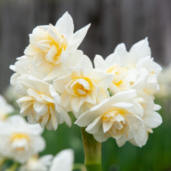 Stems of multiple double white daffodil flowers with a touch of yellow, Daffodil Erlicheer from Colorblends.