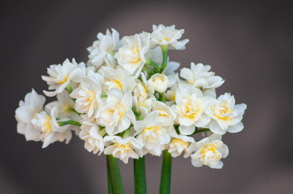 Stems of multiple double white daffodil flowers with a touch of yellow, Daffodil Erlicheer from Colorblends.