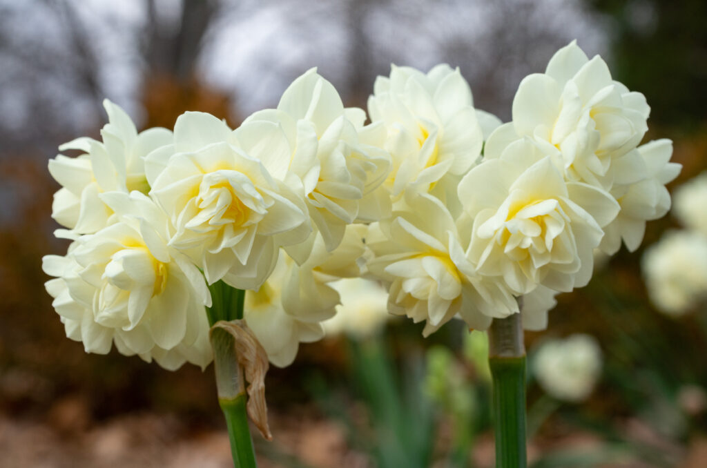 Stems of multiple double white daffodil flowers with a touch of yellow, Daffodil Erlicheer from Colorblends.