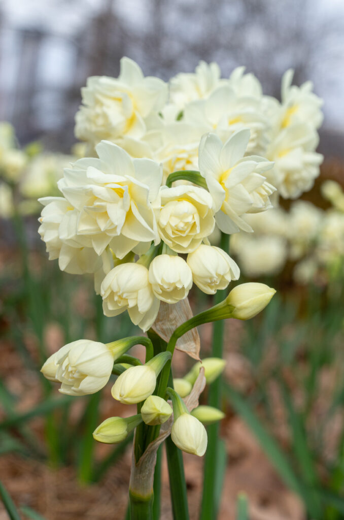 Stems of multiple double white daffodil flowers with a touch of yellow, Daffodil Erlicheer from Colorblends.