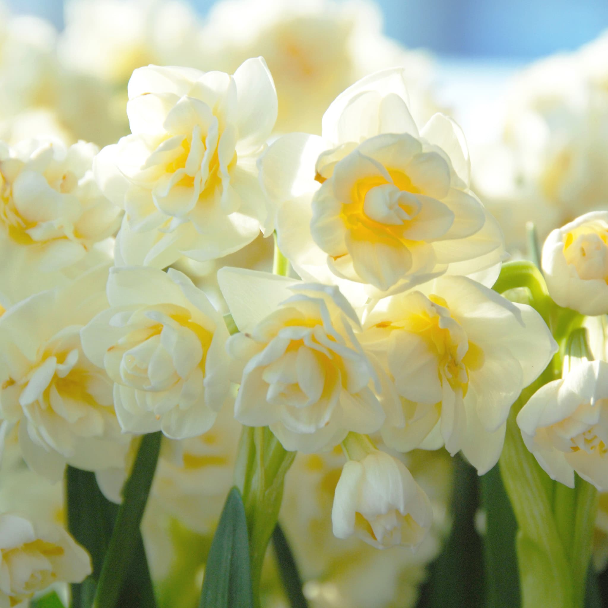 Daffodil Bulbs | Item # 3808 Erlicheer | For Sale - Colorblends®