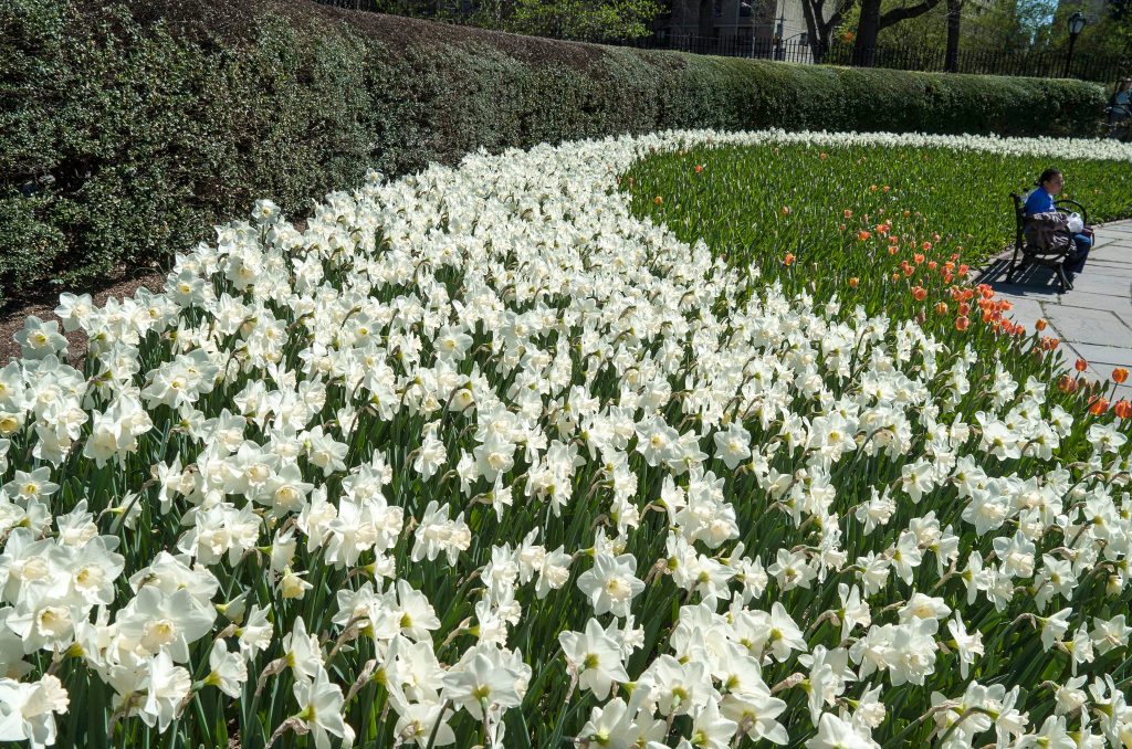 A river of white trumpet daffodils Mount Hood from Colorblends.
