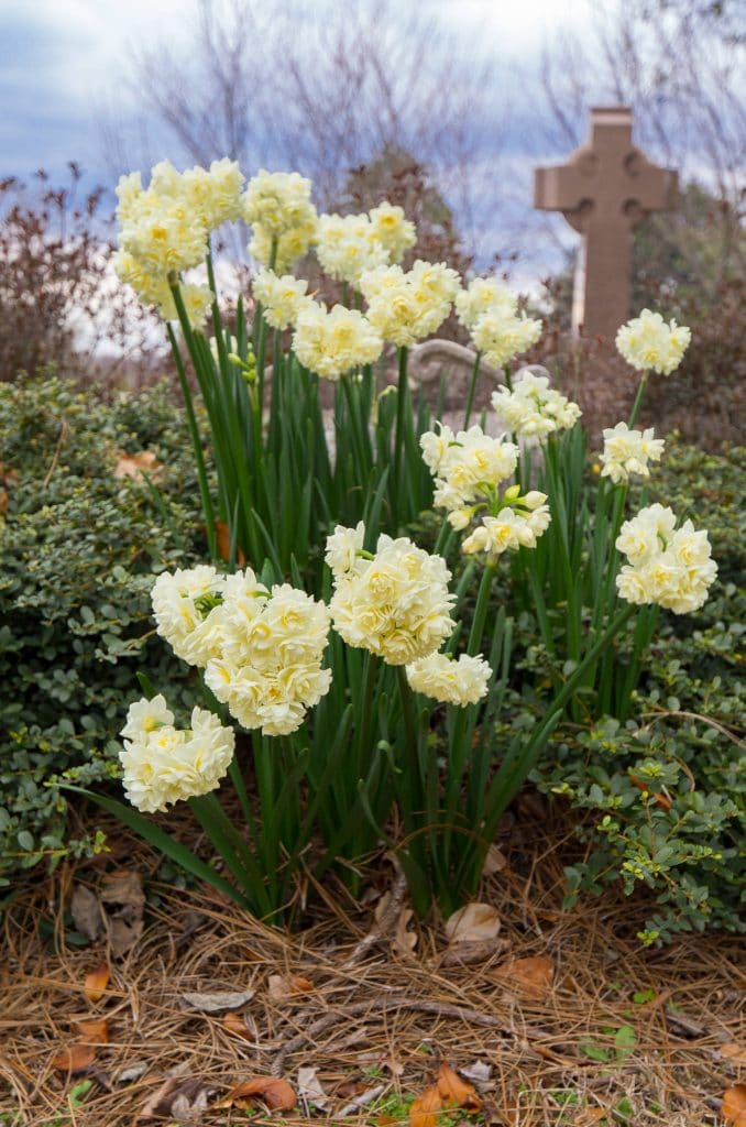 Stems of multiple double white daffodil flowers with a touch of yellow, Daffodil Erlicheer from Colorblends.