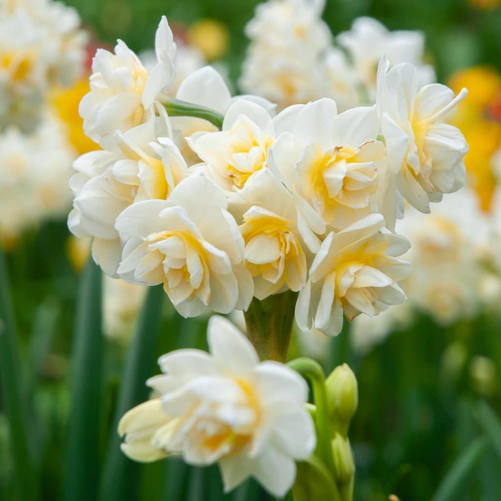 Stems of multiple double white daffodil flowers with a touch of yellow, Daffodil Erlicheer from Colorblends.