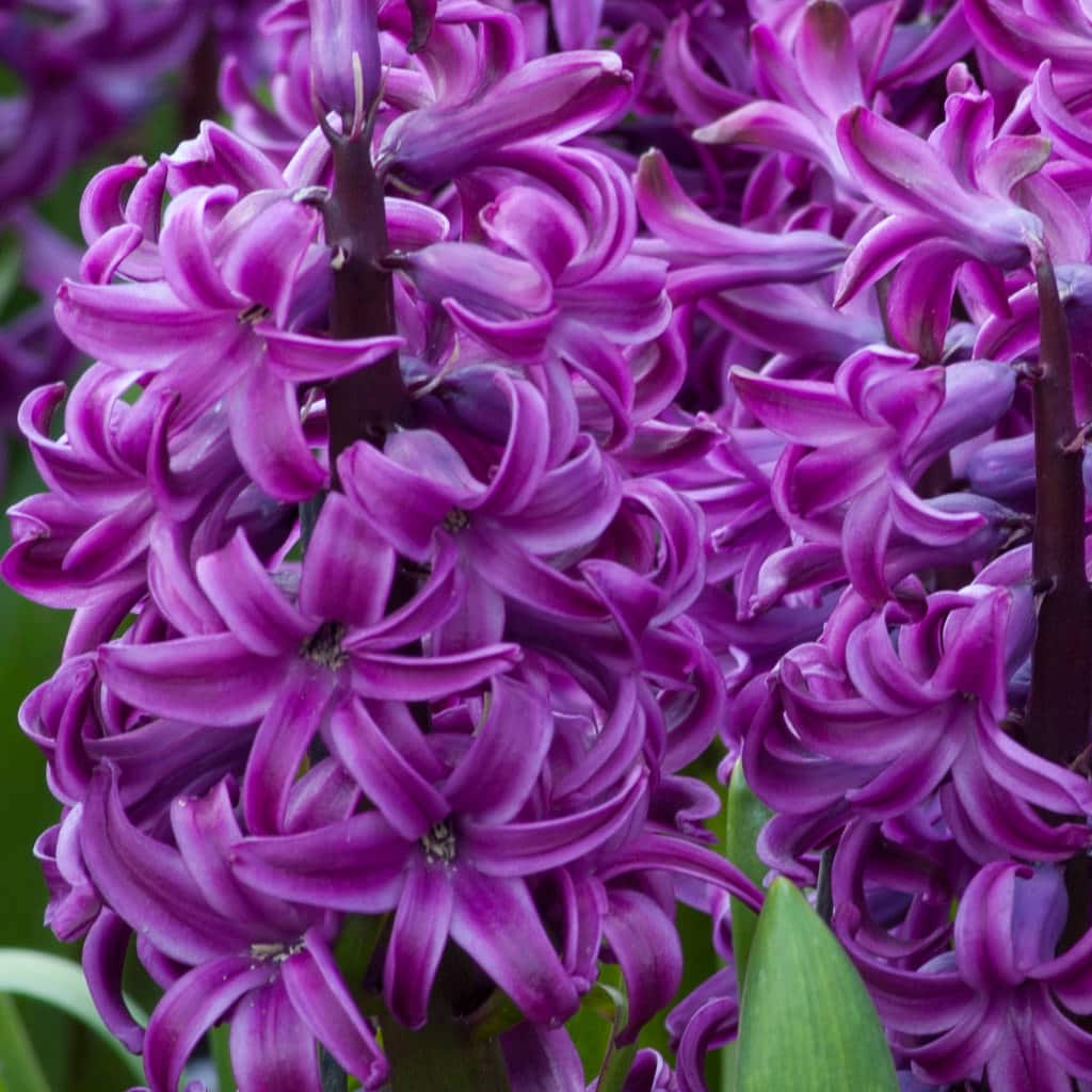 Purple hyacinths on sale