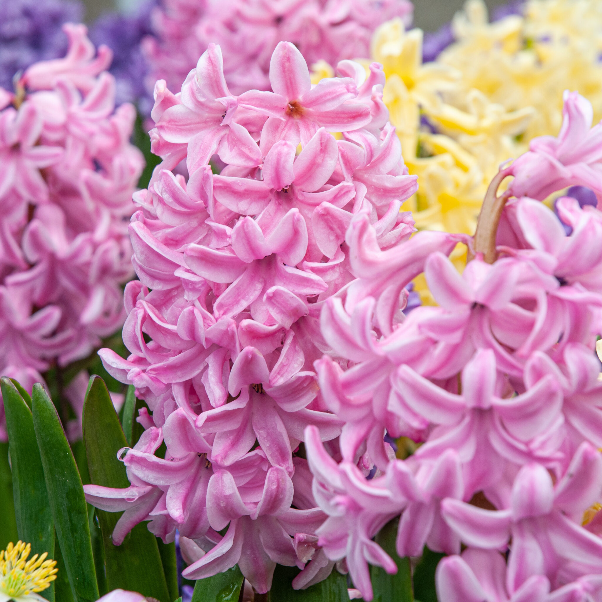 Pink Hyacinth Bouquet  with a Hint Of Purple