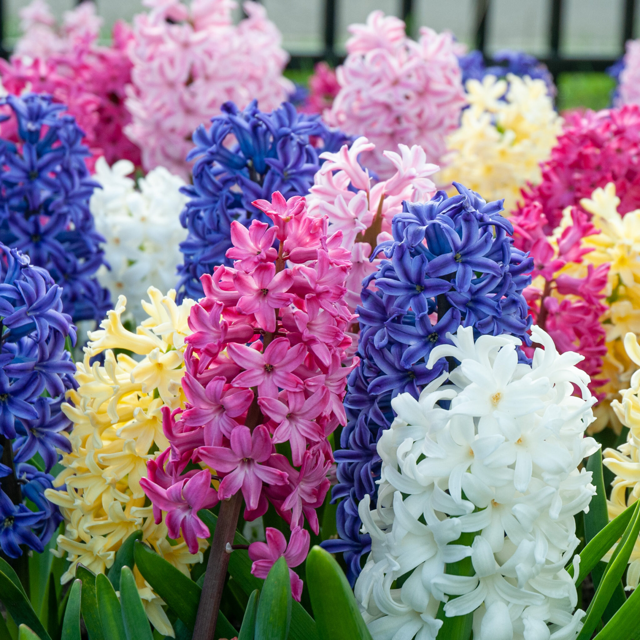 Hyacinth Jambalaya Blend | Wholesale Pricing | Colorblends®, image size:2048x2048
