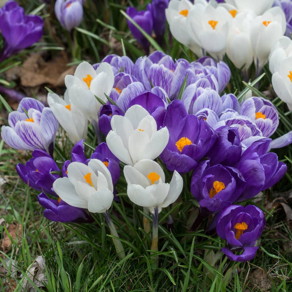 Hokus Crocus™ Blend Wholesale Pricing |