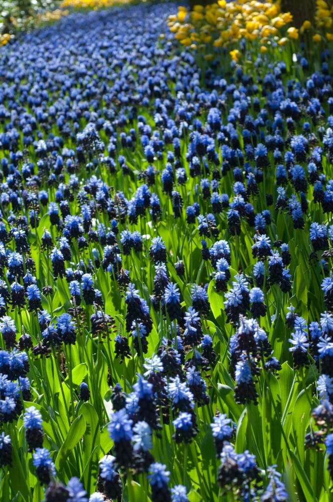 Two-tone Muscari Latifolium from Colorblends, bright blue on top and deep purple below.