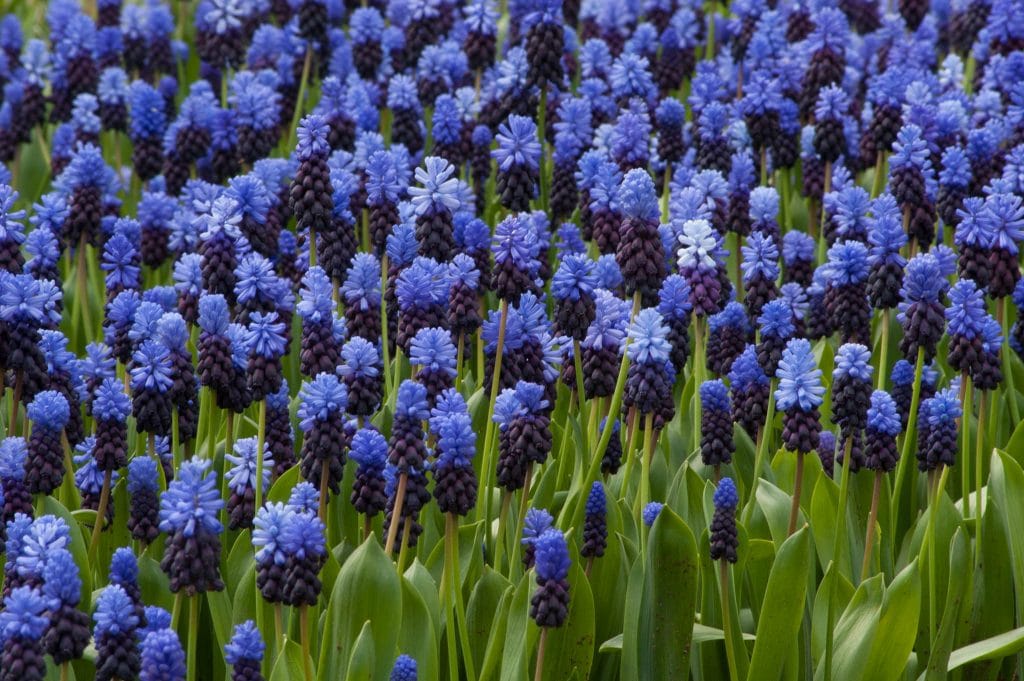 Two-tone Muscari Latifolium from Colorblends, bright blue on top and deep purple below.